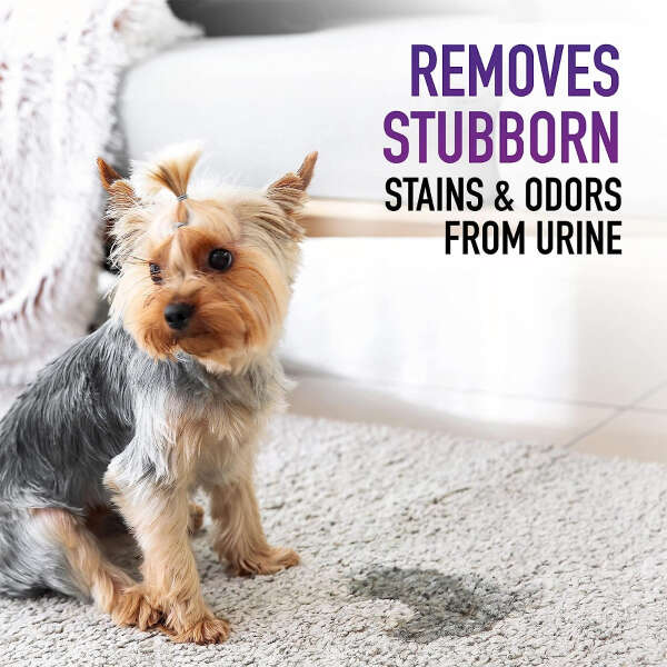 Hoover Paws & Claws -removedor Manchas Pet, Eliminador Orina - Image 5