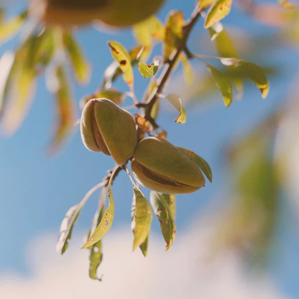 Aceite Hidratante Para Cuerpo L'occitane Almond Shower Oil En Botella 250ml Almendra - Image 3