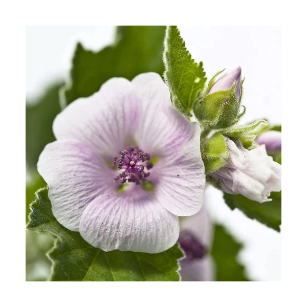 Crema Para Rozaduras D Pañal, Weleda Con Malva Blanca 1.7 Oz - Image 4