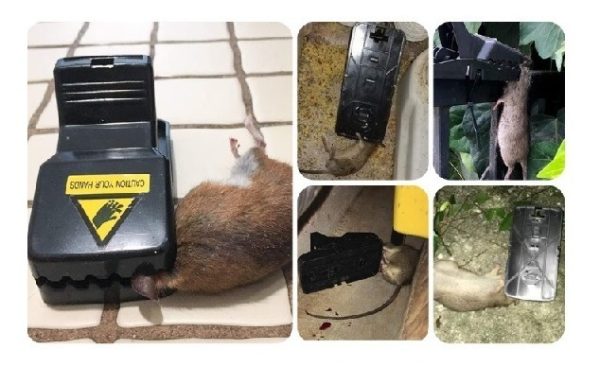 Trampa Para Ratones Uskich, Rápido Y Eficaz, Paq 20 Unidades - Image 2