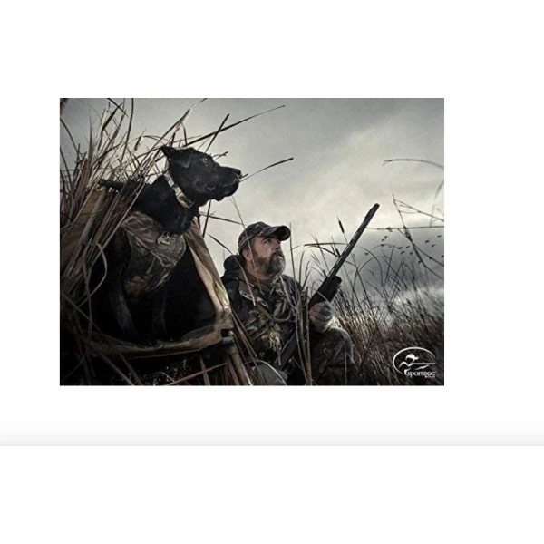 Sportdog Wetlandhunter A-series 500 Yardas Mando A Distancia - Image 4