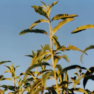 Jabón Karité Verbena, L'occitane - Image 5