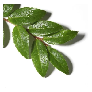 Olay Limpiador, Gel Profundo Con Aceite Esencial Árbol De Té Tipo De Piel Todo Tipo De Piel - Image 4