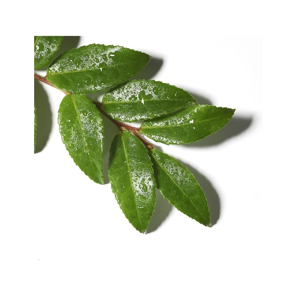 Olay Limpiador, Gel Profundo Con Aceite Esencial Árbol De Té Tipo De Piel Todo Tipo De Piel - Image 4